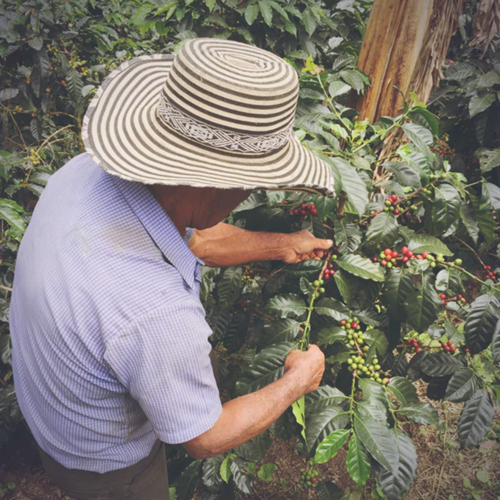 Where does good coffee come from?